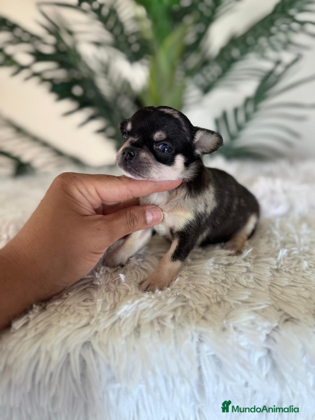 Chihuahua perros en venta: CHIHUAHUA MERLE HEMBRA - Imagen 6