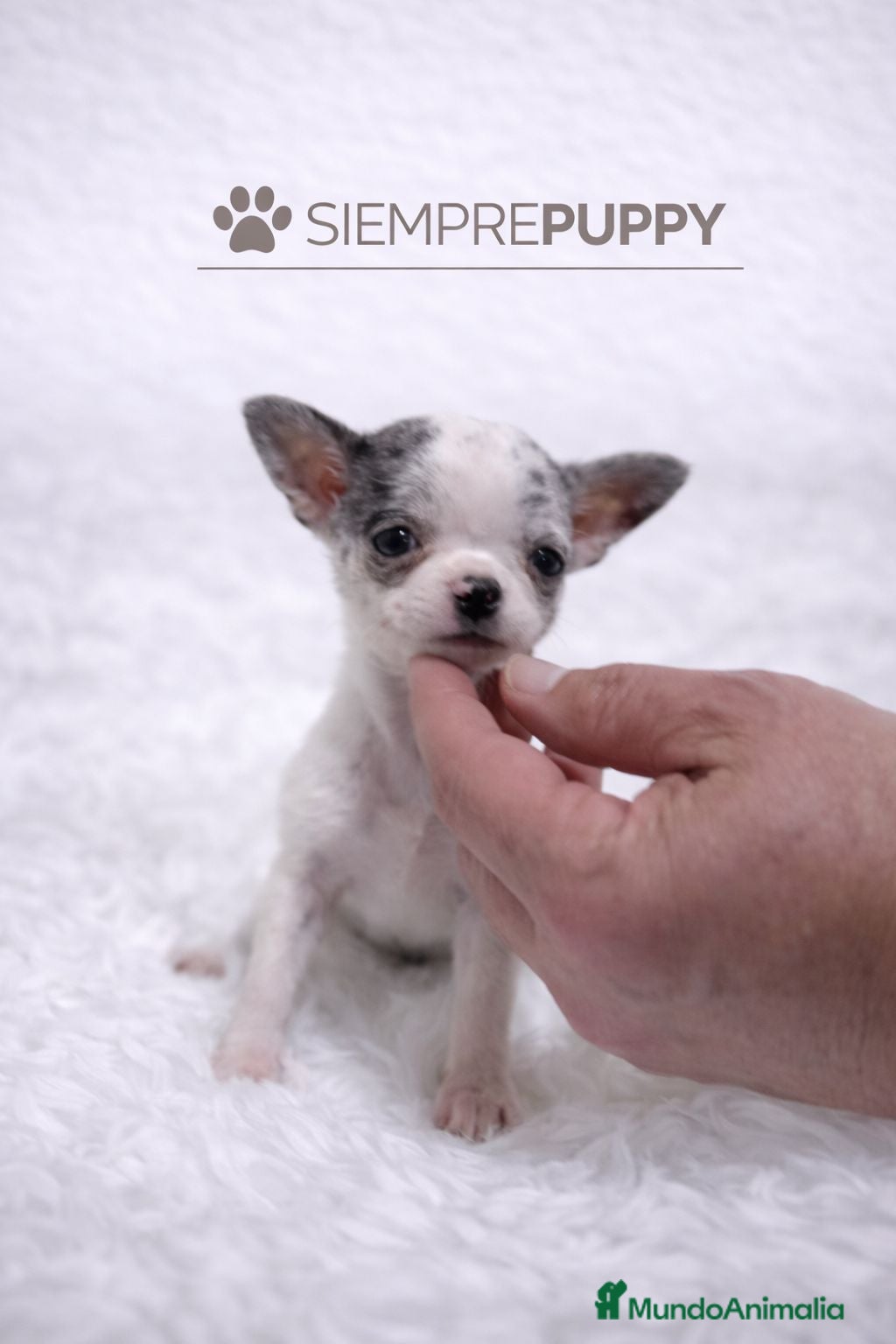 Chihuahua perros CHIHUAHUA TOY CABEZA DE MANZANA MERLÉ - Anuncio 3