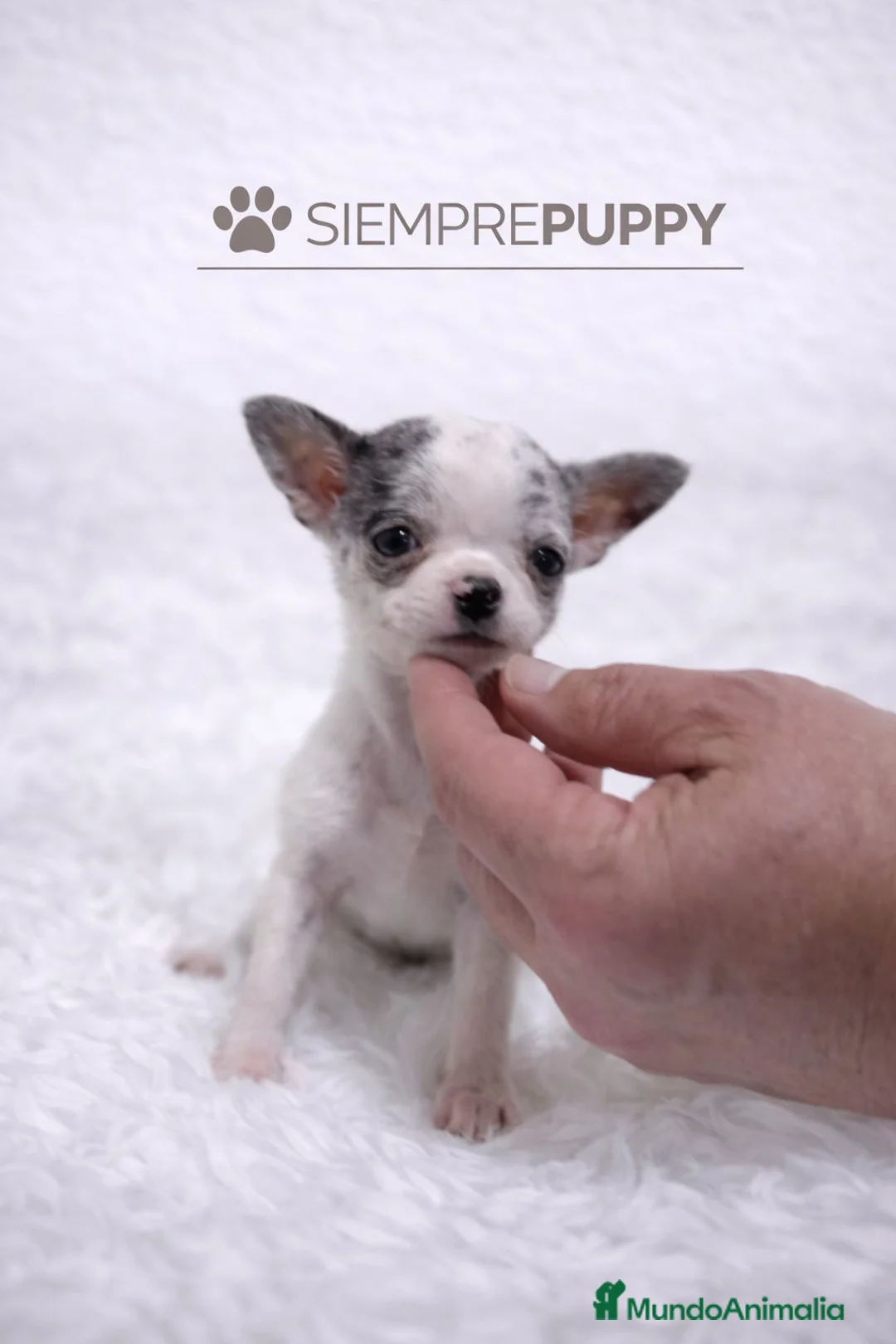 Chihuahua perros en venta: CHIHUAHUA TOY CABEZA DE MANZANA MERLÉ - Anuncio 1