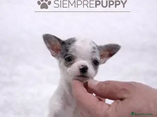 Chihuahua perros CHIHUAHUA TOY CABEZA DE MANZANA MERLÉ - Anuncio 4