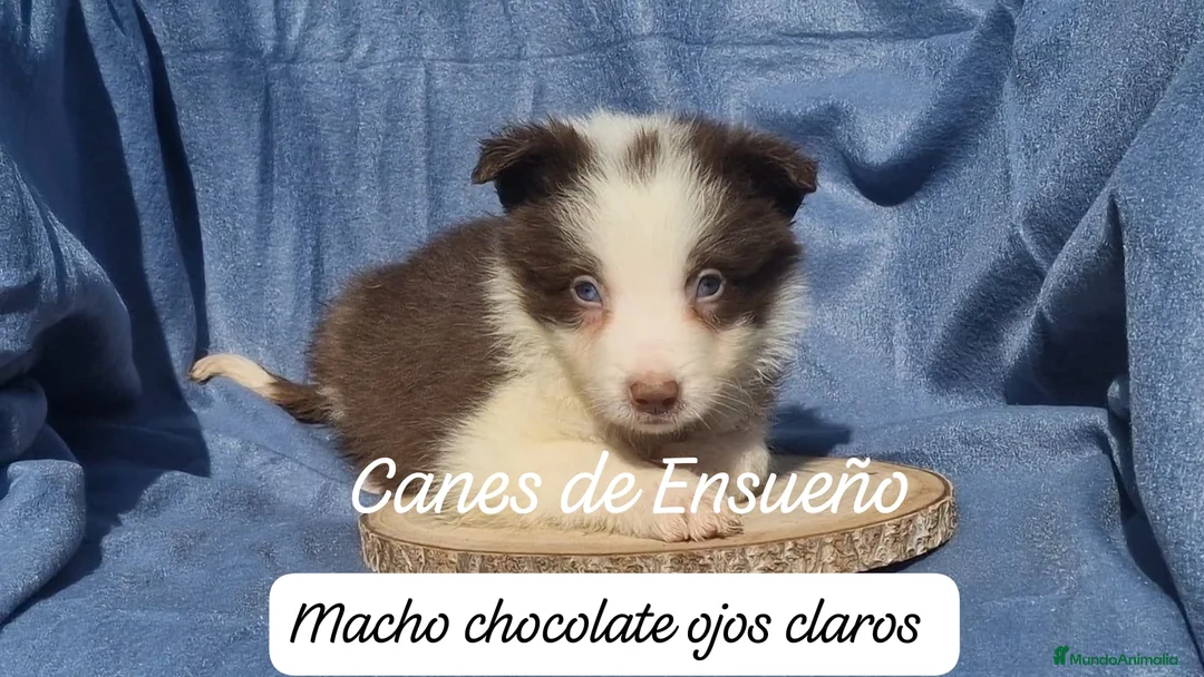 Border Collie perros en venta: Border collie  - Anuncio 5