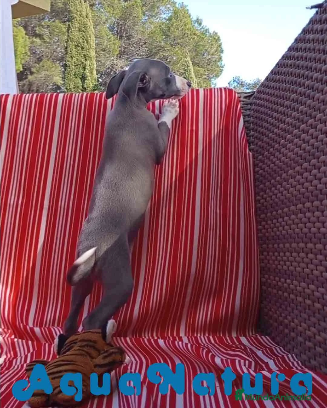 Pequeño Lebrel Italiano perros en venta: Lebrel Italiano Hembra 4 de AB y Omega AQUANATURA - Anuncio 3