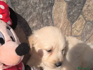 Golden Retriever perros No te quedes sin el tuyo! Golden retriever en Córdoba - Anuncio 2