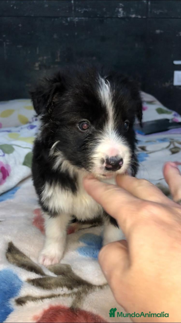 Border Collie perros Border Collie - Anuncio 11