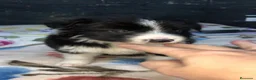 Border Collie perros en venta: Border Collie - Anuncio 2