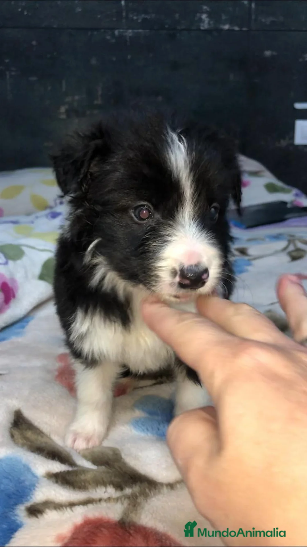 Border Collie perros en venta: Border Collie - Anuncio 2