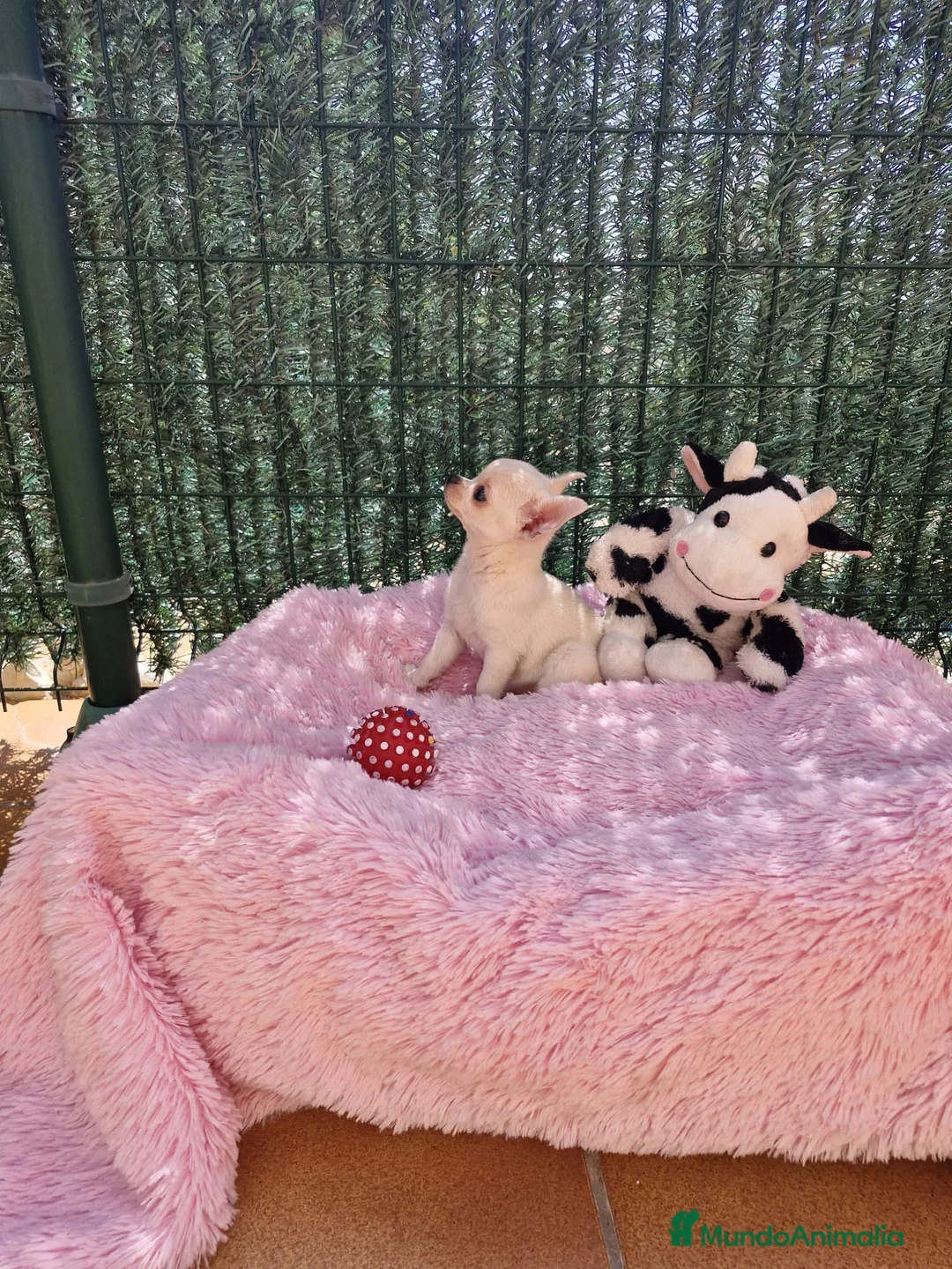 Chihuahua perros en venta: Chihuahuas espectaculares en Barcelona - Anuncio 4