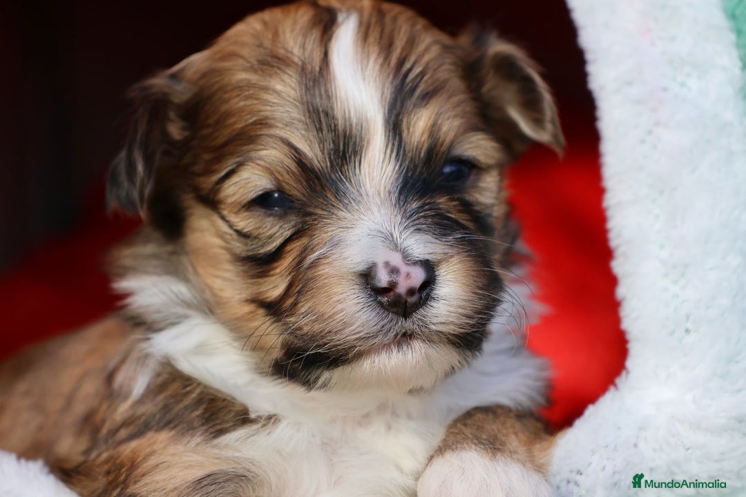 Bichón Habanero perros en venta: Camada de los Reyes Magos - Anuncio 13