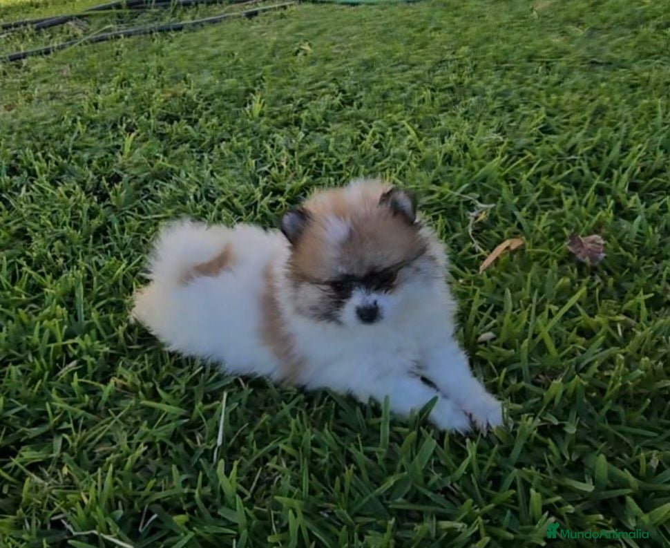 Pomerania perros Cachorros de pomerania, precio real. - Anuncio 1