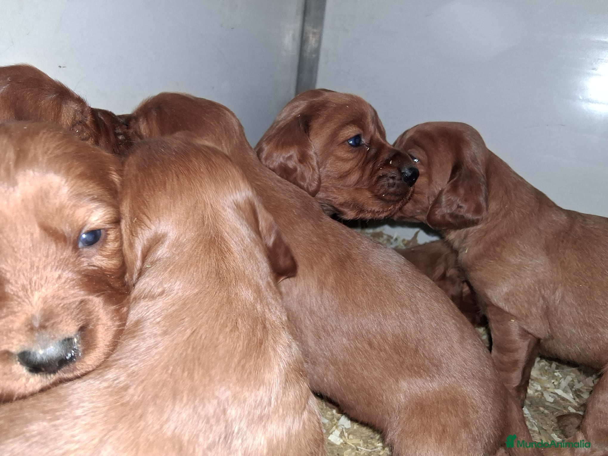 Setter Irlandés Rojo perros Hembra sette Irlandes - Anuncio 4