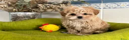 Maltipoo perros en venta: Maltipoo líneas coreana y asiática  toy - Anuncio 3