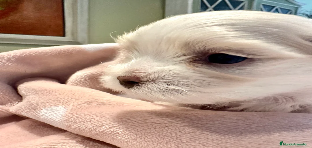 Imagen de galería {{count}}