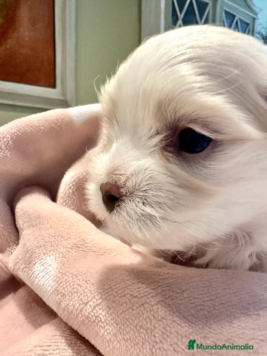 Imagen de galería {{count}}