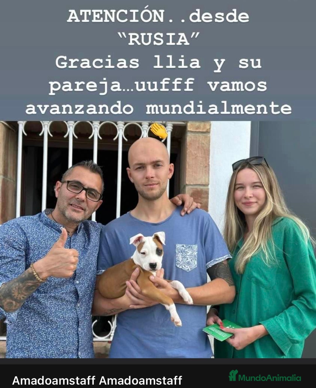 American Staffordshire-Terrier perros en venta: American Stanford, nueva Camada - Anuncio 27