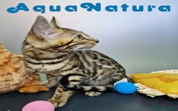 Bengalí gatos en venta: Bengali Hembra 4611 AQUANATURA - Imagen 6