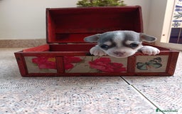 Chihuahua perros en venta: Chihuahua mini toy cabeza manzana  - Imagen 7