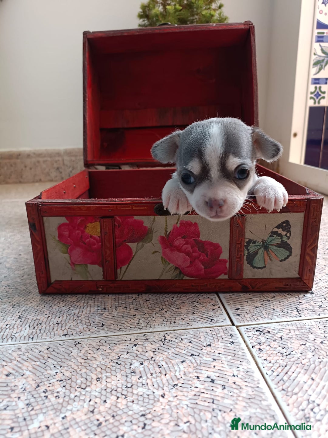 Chihuahua perros en venta: Chihuahua mini toy cabeza manzana  - Imagen 7