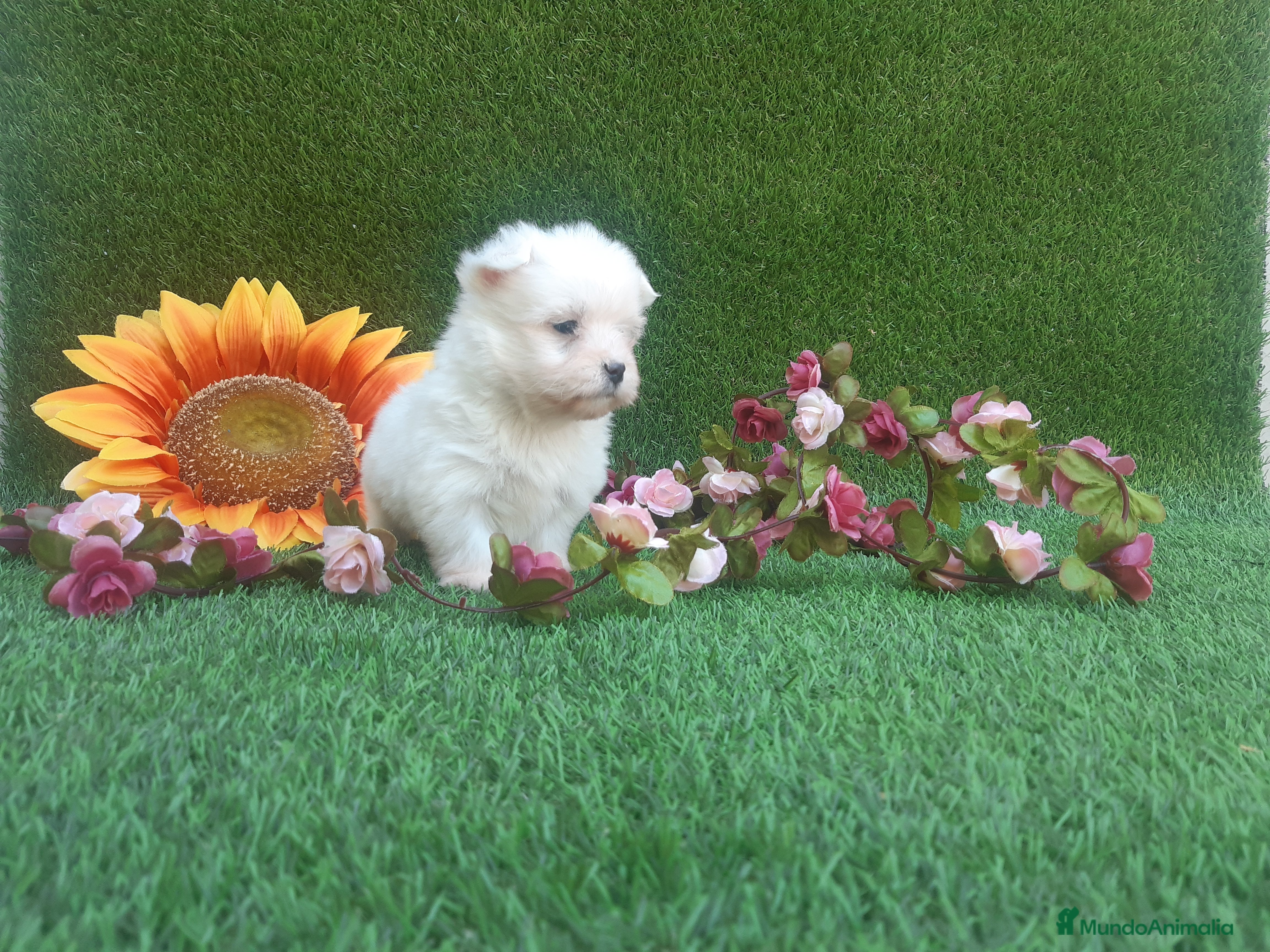 Bichón Maltés perros preciosos bichon maltes toy - Anuncio 1