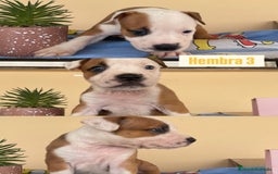 American Staffordshire-Terrier perros en venta: American Stafford  - Imagen 2