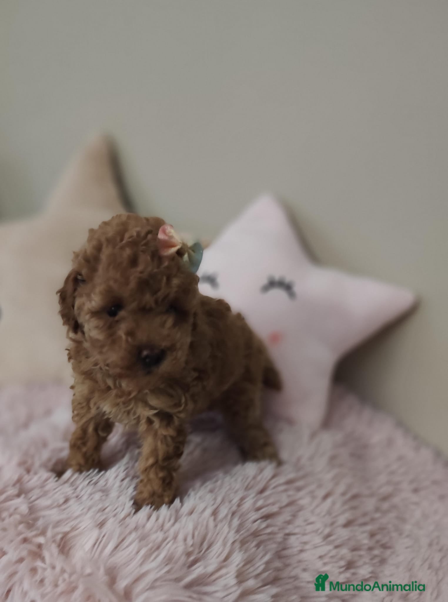 Caniche Toy perros Caniche Toy hembra  - Anuncio 2