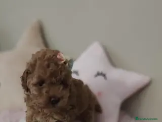 Caniche Toy perros Caniche Toy hembra - Anuncio 2