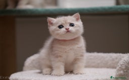 Británico de Pelo Corto gatos en venta: British blue golden - Imagen 5