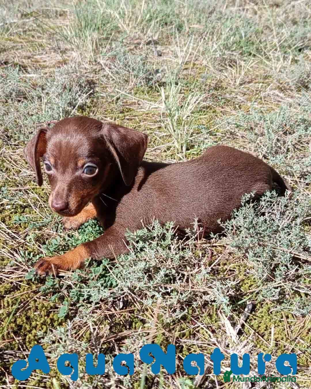 Teckel Miniatura perros Teckel Macho 3 de Lena AQUANATURA - Anuncio 2