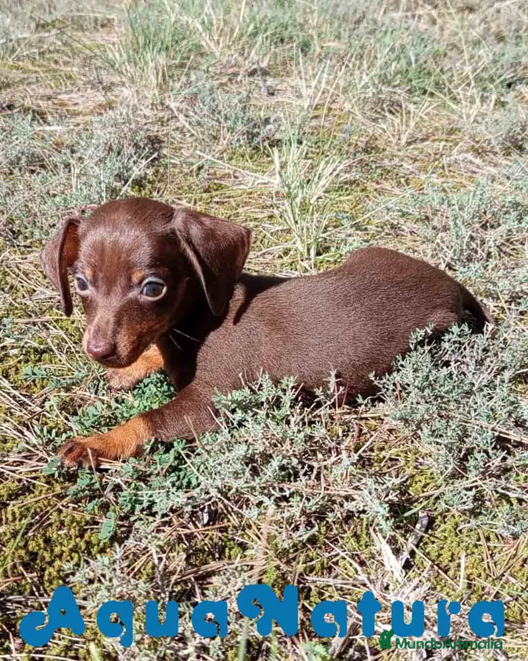 Teckel Miniatura perros en venta: Teckel Macho 3 de Lena AQUANATURA - Anuncio 2