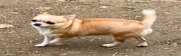 Chihuahua perros en venta: Cachorros de Chihuahuas en Caraby - Anuncio 13