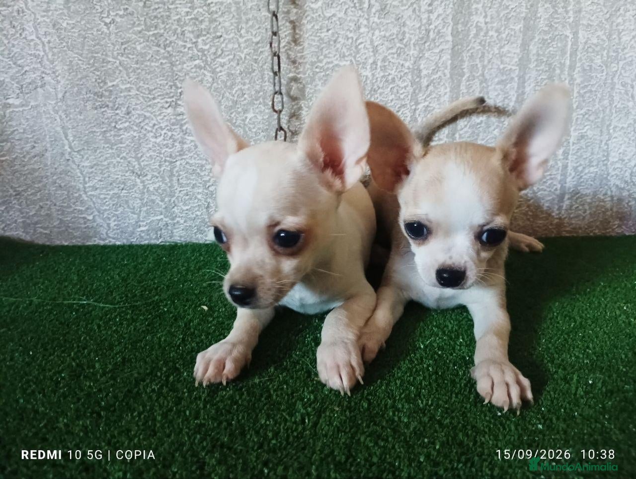 Chihuahua perros cachorritos de chihuahua - Anuncio 2