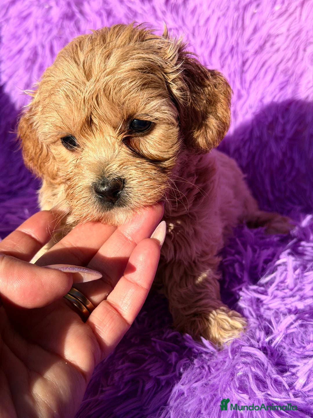 Maltipoo perros en venta: Maltipoo Minitoy  - Anuncio 7
