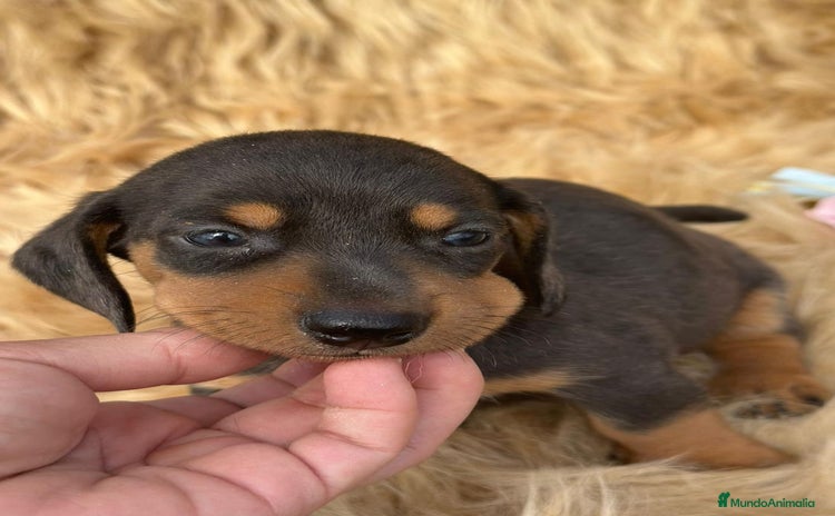 Teckel Miniatura perros - Anuncio 4