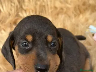 Teckel Miniatura perros TECKEL MINIATURA DISPONIBLES - Anuncio 18