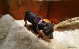 Pinscher Miniatura perros en venta: PINSCHER MINIATURA // CRIA SELECTA Y ÚNICA  - Anuncio 4