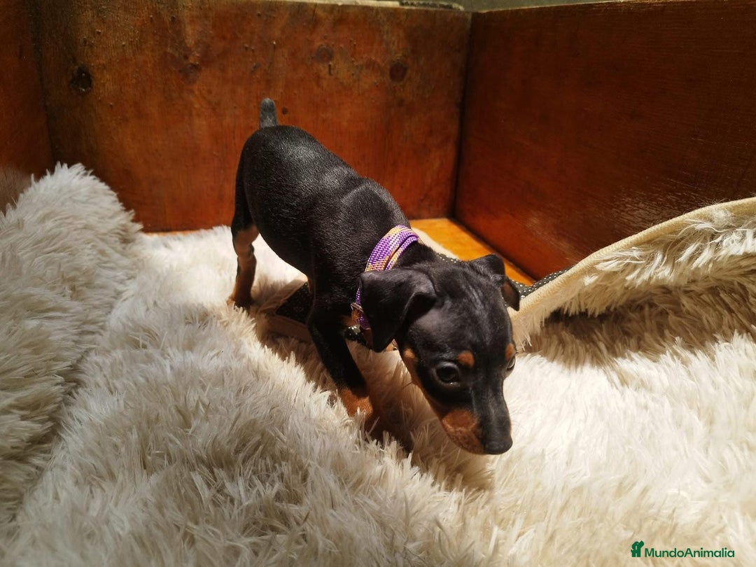 Pinscher Miniatura perros en venta: PINSCHER MINIATURA // CRIA SELECTA Y ÚNICA  - Anuncio 4