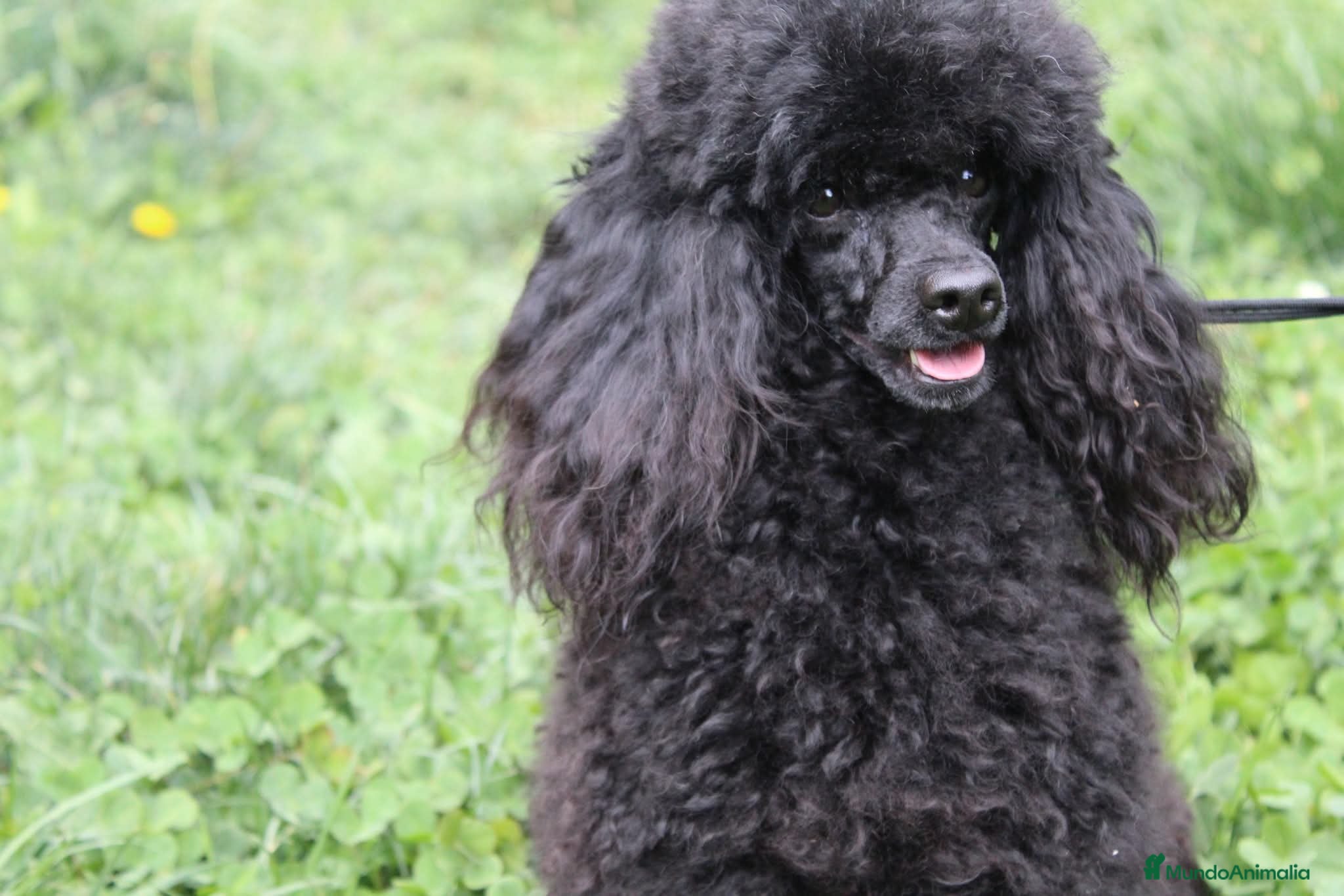 Caniche Enano perros Caniche negro macho - Anuncio 1