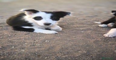 Border Collie perros - Anuncio 7