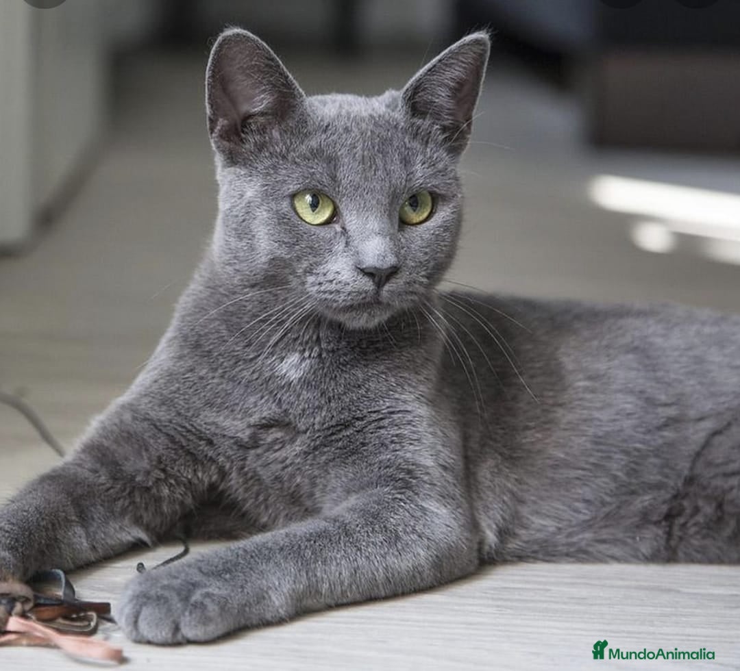 Azul Ruso gatos Azul ruso  - Anuncio 1