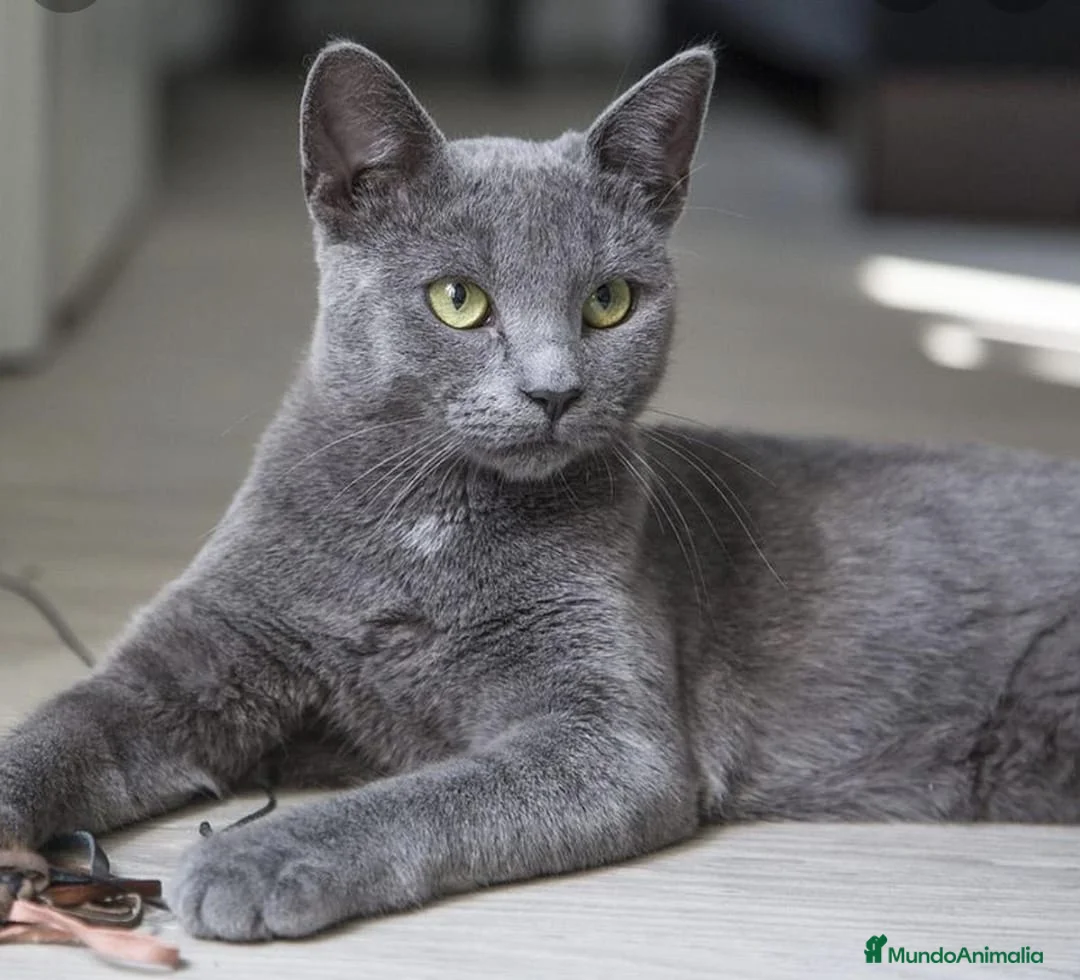 Azul Ruso gatos en venta: Azul ruso  - Anuncio 1