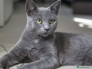Azul Ruso gatos Azul ruso - Anuncio 1