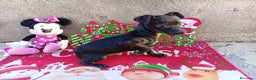 Raza Mixta perros en venta: PRECIOSA PAREJA (LEER BIEN ) - Anuncio 1