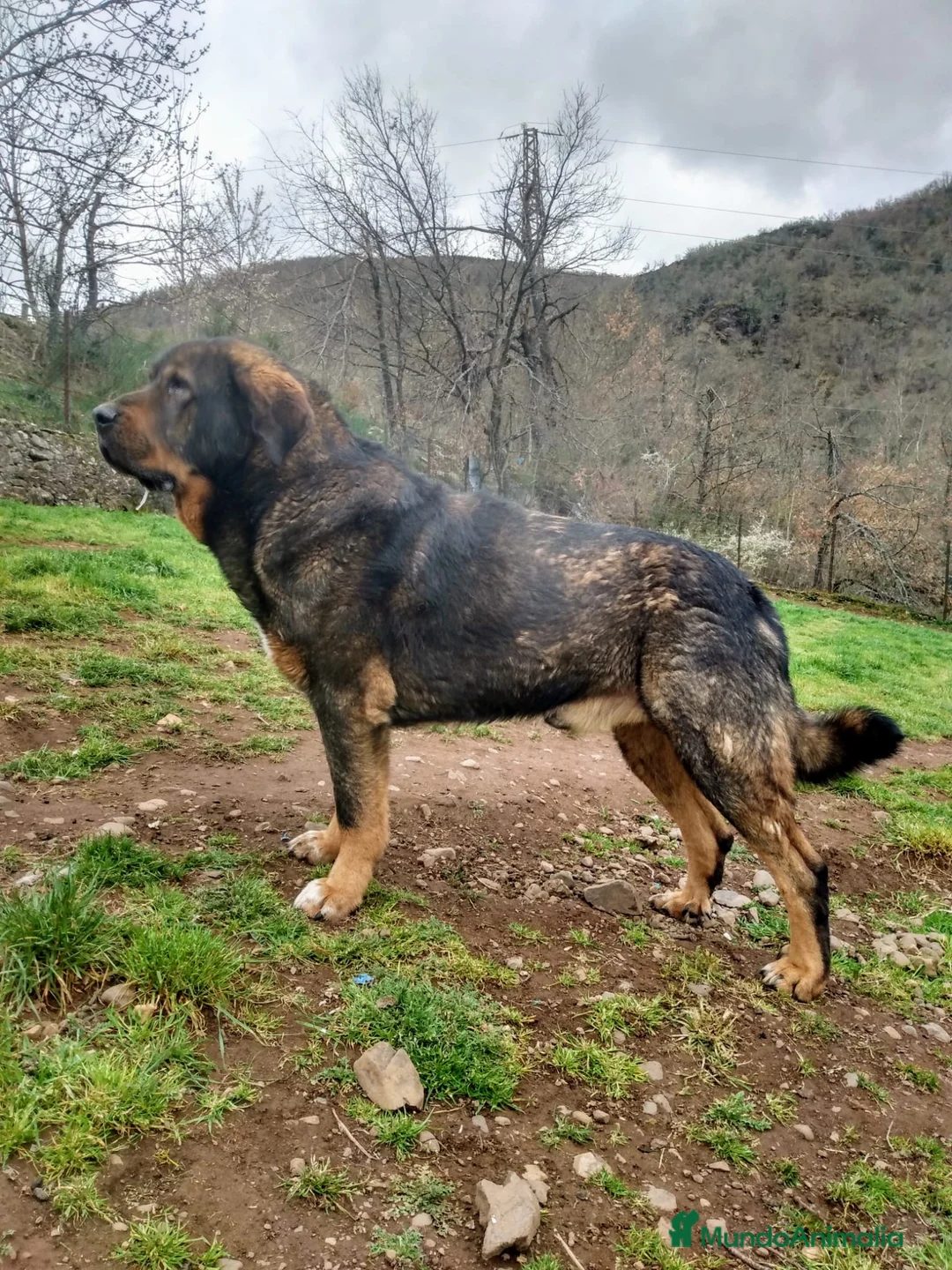 Mastín Español perros en venta: Mastin Español PURO - Anuncio 7
