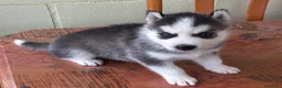 Husky Siberiano perros en venta: Husky Siberiano  - Anuncio 3