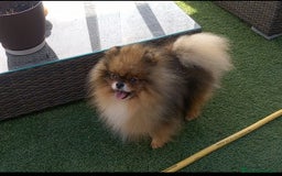 Pomerania perros en venta: Precioso Lulú pomerania Toy,carita de osito - Imagen 4