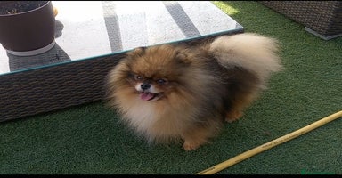 Pomerania perros - Propaganda 7