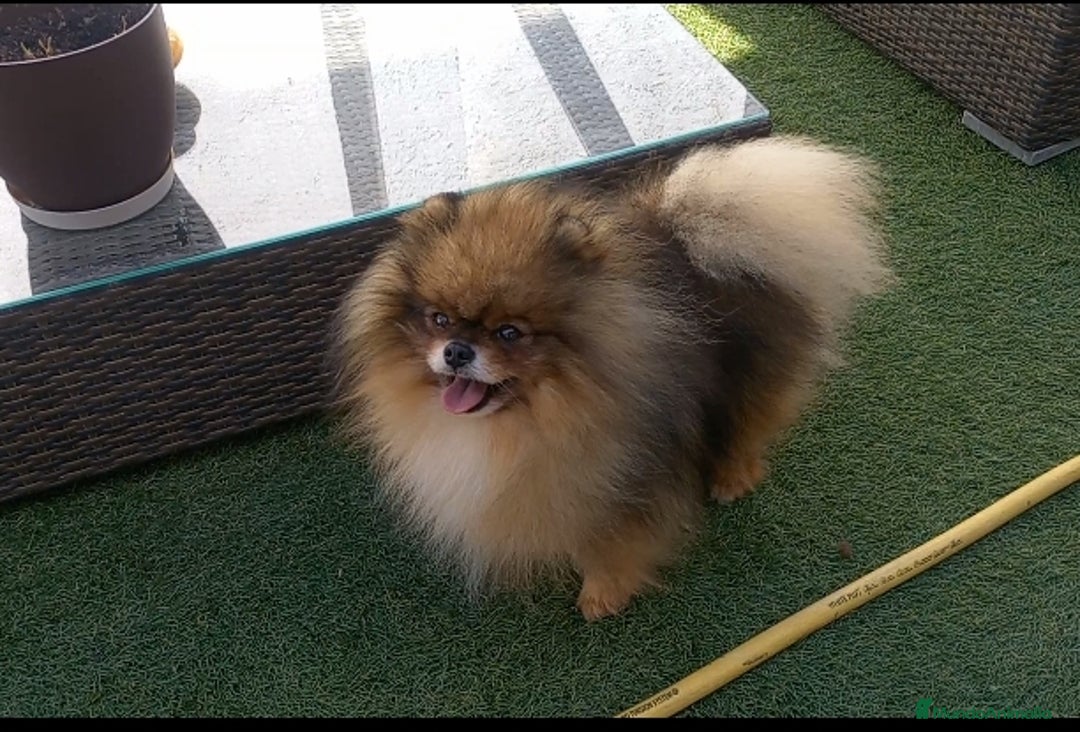 Pomerania perros en venta: Precioso Lulú pomerania Toy,carita de osito - Imagen 4