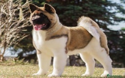 Akita Americano perros en venta: Akita americano  - Imagen 1