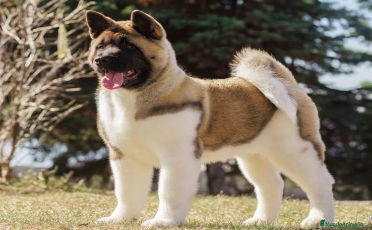 Akita Americano perros - Propaganda 1