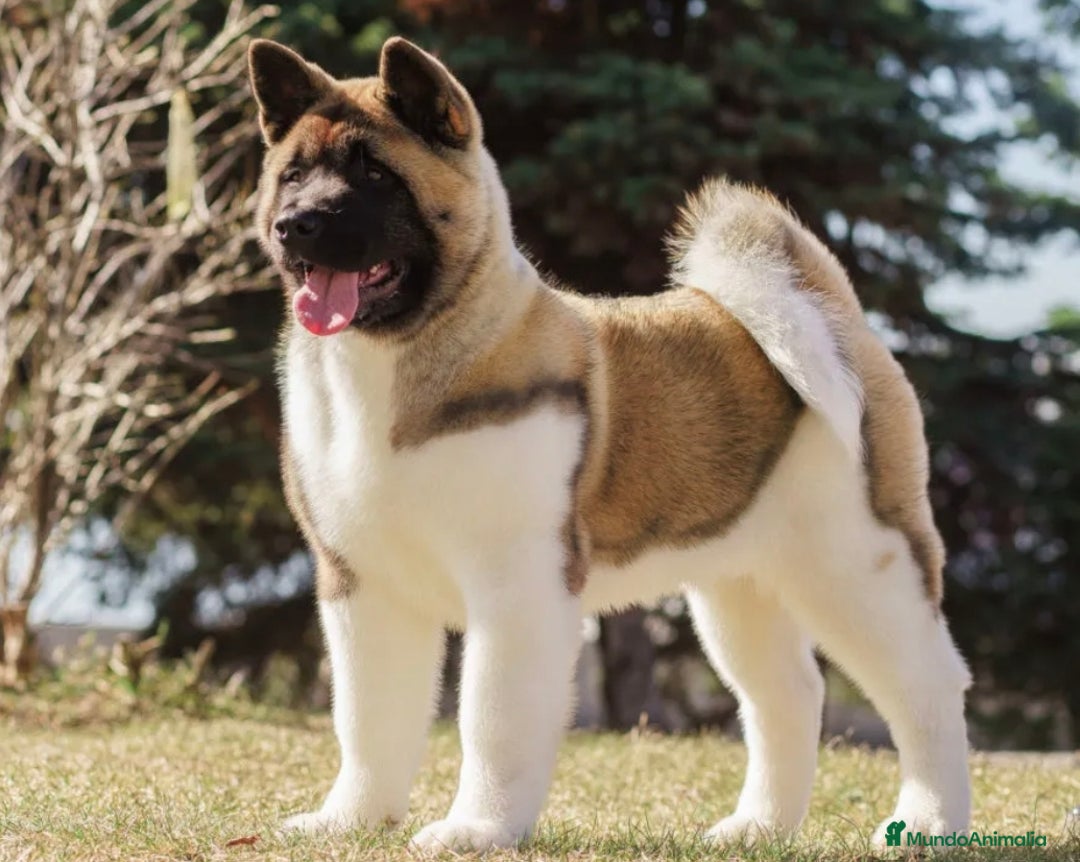 Akita Americano perros en venta: Akita americano  - Imagen 1