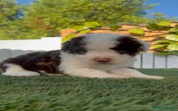 Perro de Agua Español perros en venta: PERRO DE AGUA macho - Imagen 1